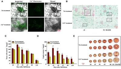 Ca2+ mediates transcription factor PuDof2.5 and suppresses stone cell production in pear fruits